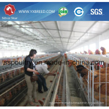 Chicken House H Type Cage Poultry Equipment for Layer or Broiler